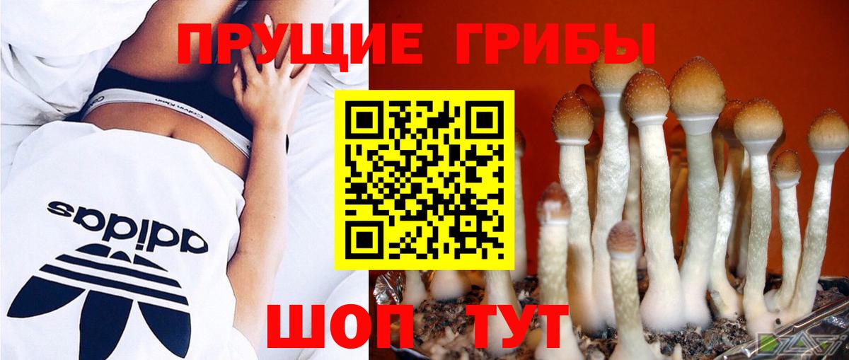 Галлюциногенные грибы GOLDEN TEACHER  Псилоцибиновые грибы мицелий  Вход с VPN  купить закладку  Горно-Алтайск 